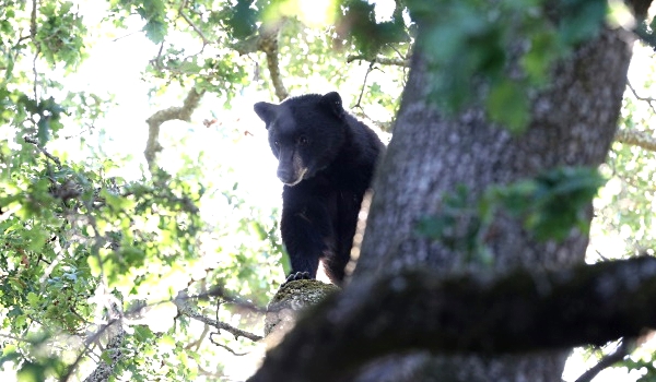 Authorities in parts of the US frequently have to deal with bears. AFP