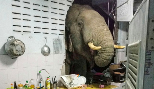 Animals and humans are increasingly coming into close contact, as when an elephant burst into a house in Thailand. AFP