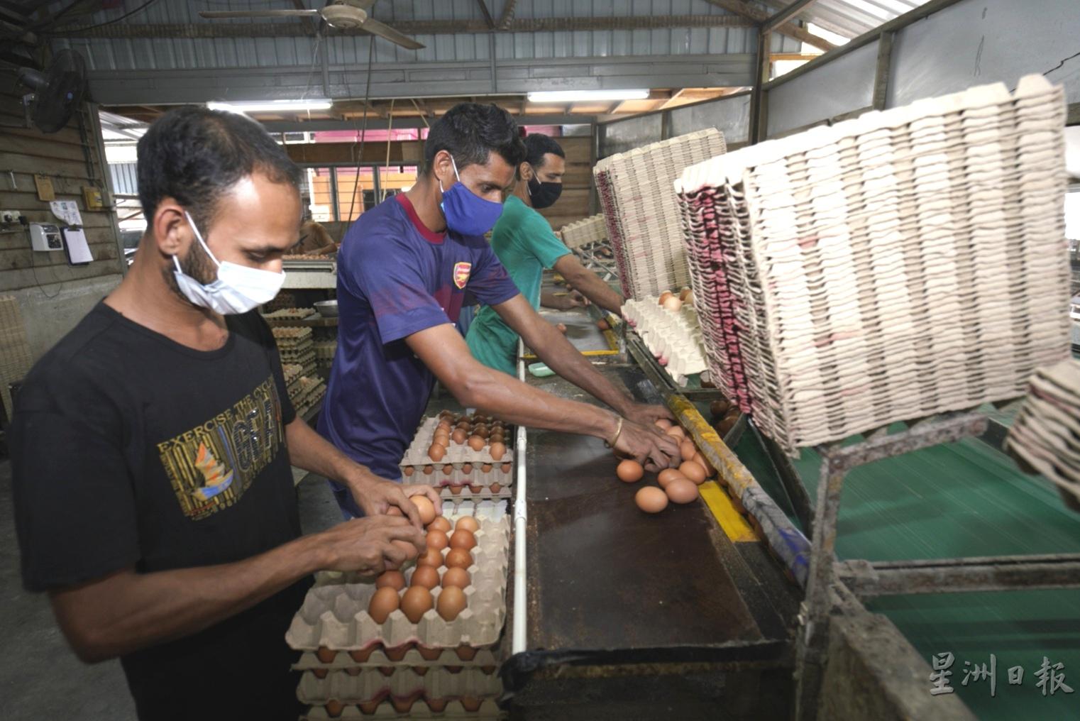 在鸡蛋分级机，最重的蛋最先释出，工人将释出的蛋装进蛋托。

