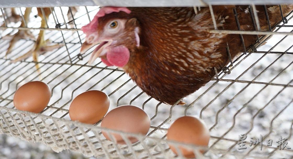 黄松龄的蛋鸡吃绿色饲料喝清洁无污染的水，因而能够生产出高品质鸡蛋。

