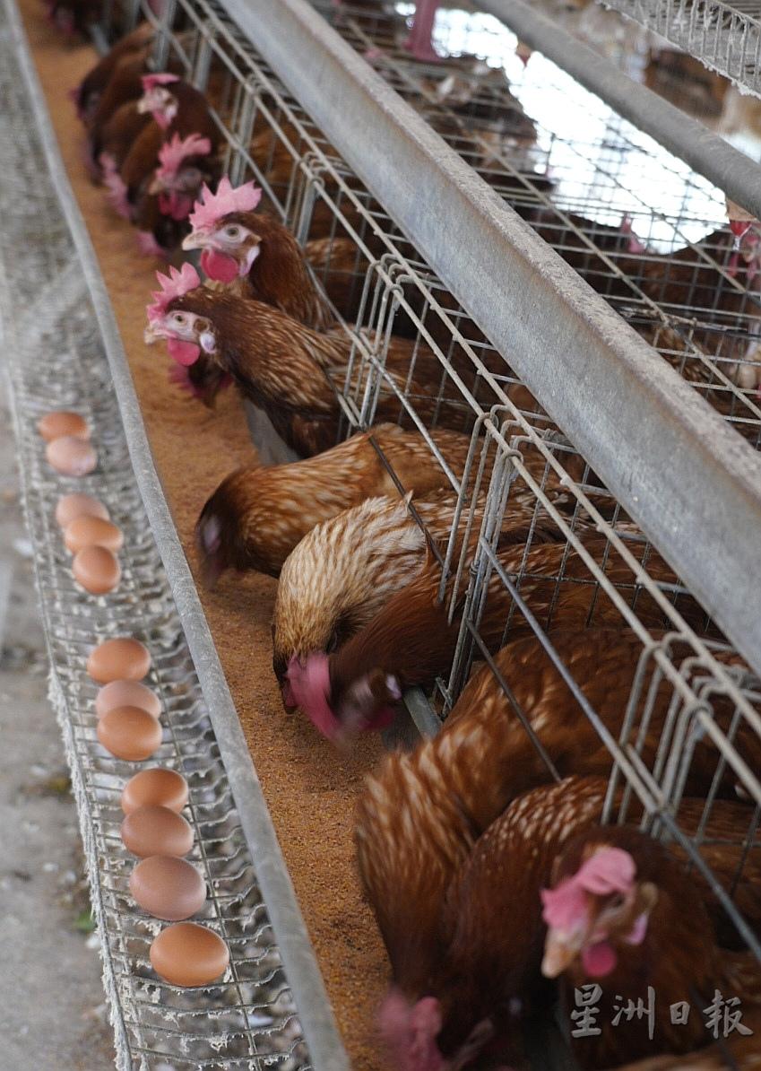 正峰农业的鸡只都是吃掺有益生菌的饲料，这一排母鸡更矜贵，还多了虾青素。

