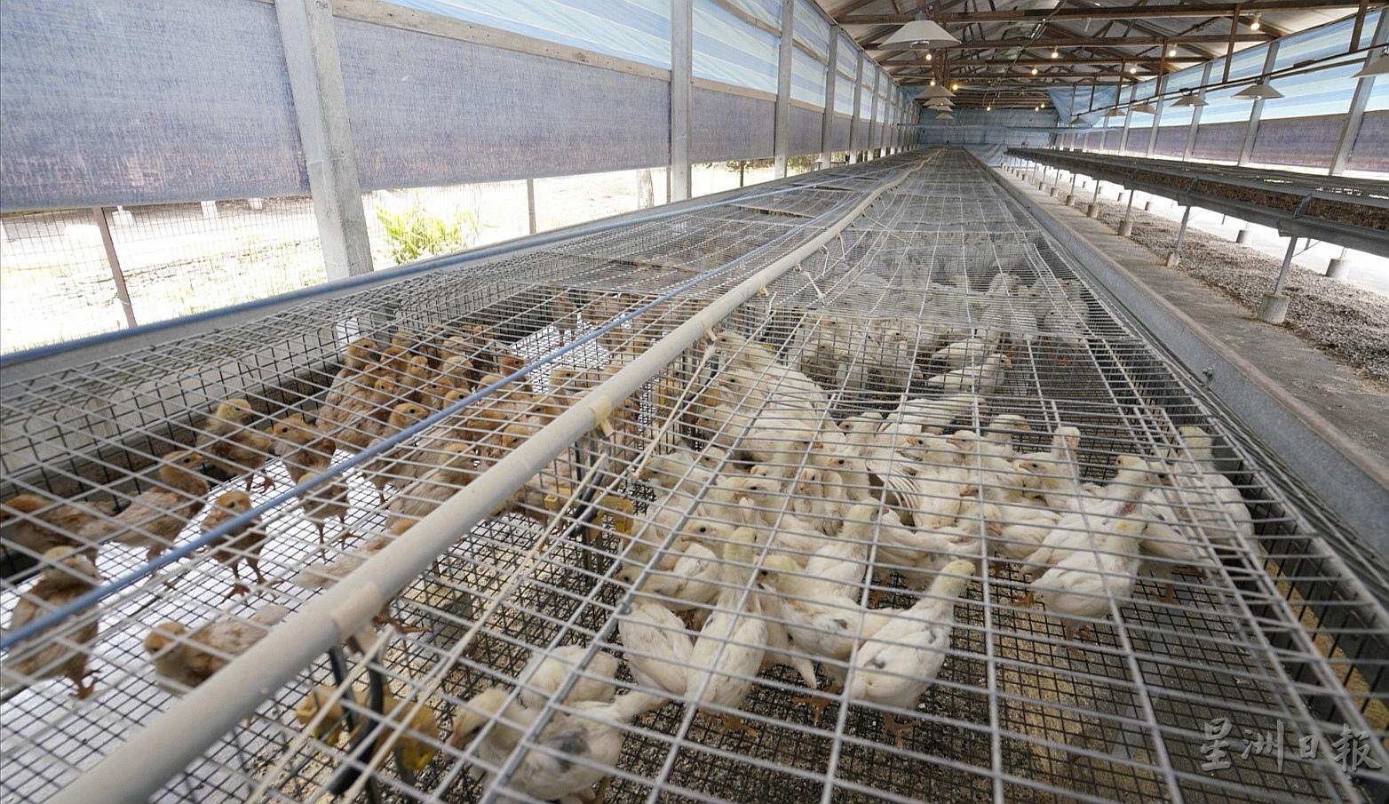 这些小鸡，将来是正峰农业的产蛋机。

