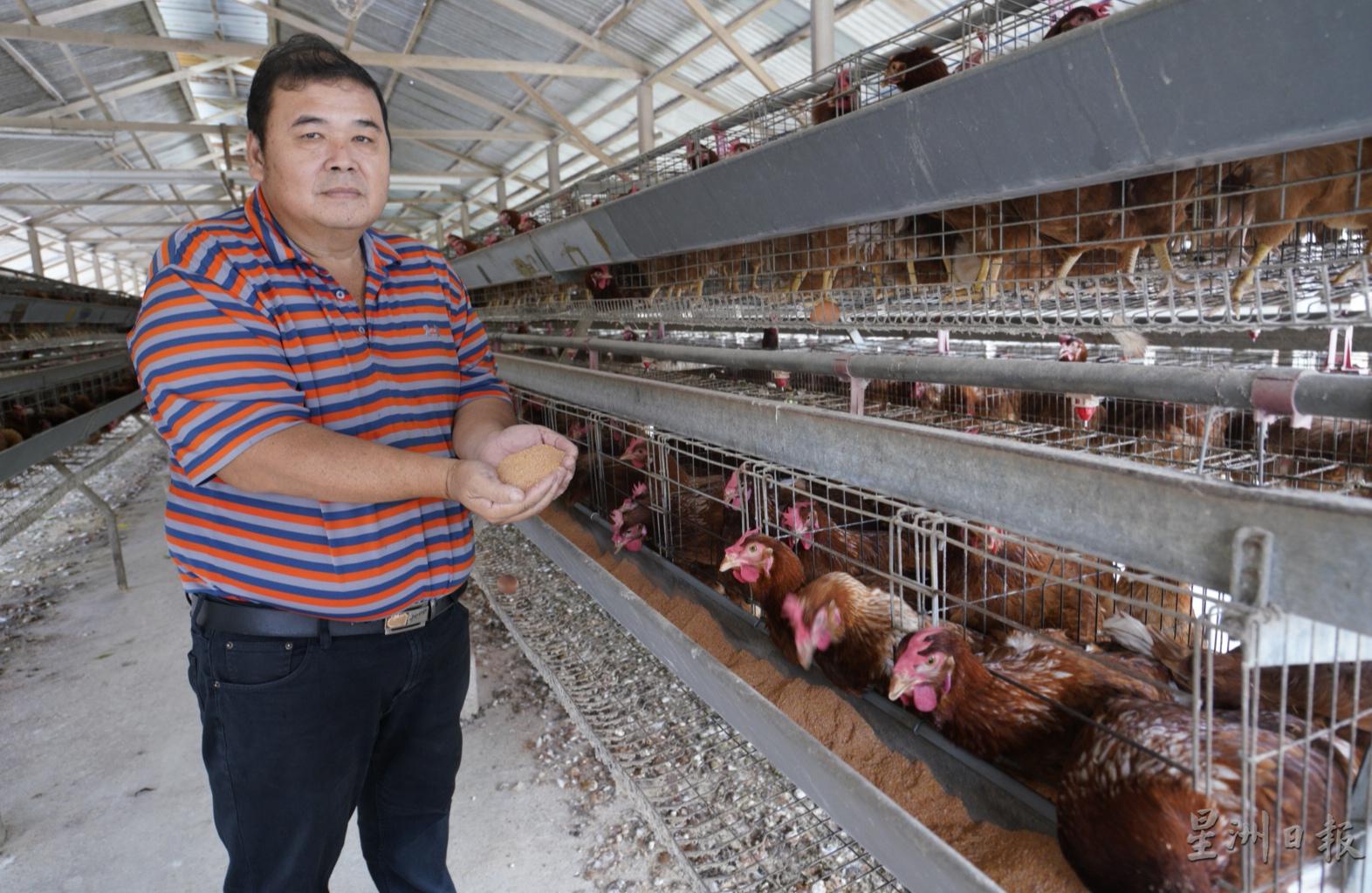 黄松龄的农场出产的虾青素鸡蛋越来越受欢迎。

