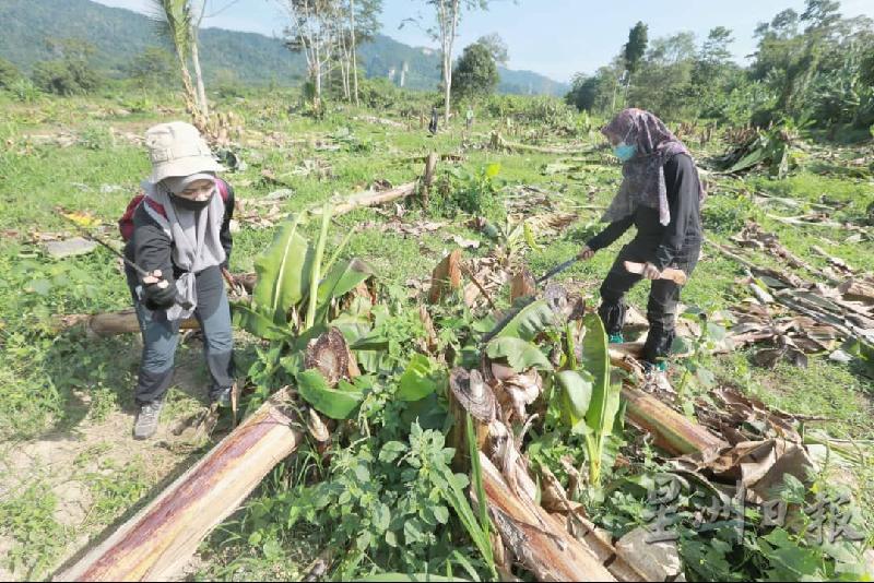 由3名本地人士操控的非法种植农地，还种了4000棵香蕉树及其他水果。