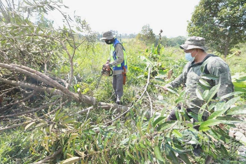 劳勿县森林局人员以巴冷刀砍逐一将尚年幼的猫山王榴梿树砍下。