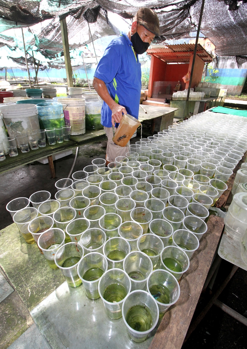 鬥魚是容易照顧的觀賞魚，沈錦祥每天都會為鬥魚餵食一兩次。