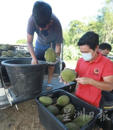 猫山王榴梿在邻国大受欢迎，每日至少5吨果王运到当地。

