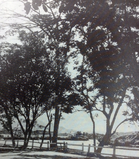 1950年代，树影婆娑的汤申路。（图片来源：何亚传先生）

