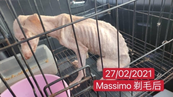 获救后的Massimo，剃掉身上纠结成团的毛发后，暴露出瘦骨嶙峋的身体，令人心酸。

