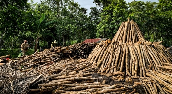 Wood is stacked into tall pyramids, then covered in straw and soil for the combustion process which takes five or six days to produce charcoal. AFP