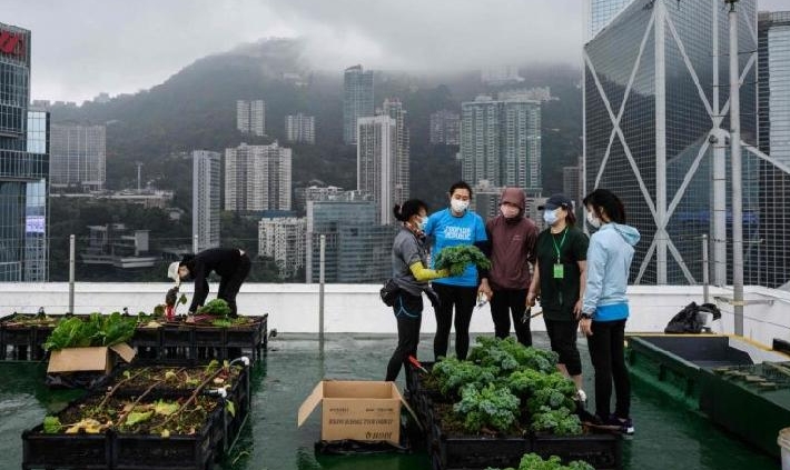 Rooftop Republic urban farmers harvest vegetables grown on a farm at the top of the Bank of America tower in Hong Kong. AFP