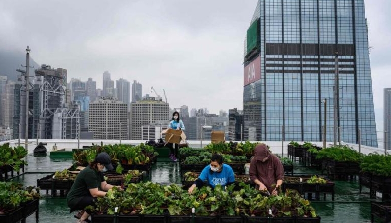 Rooftop Republic urban farmers harvest vegetables grown on a farm at the top of the Bank of America tower in Hong Kong. AFP