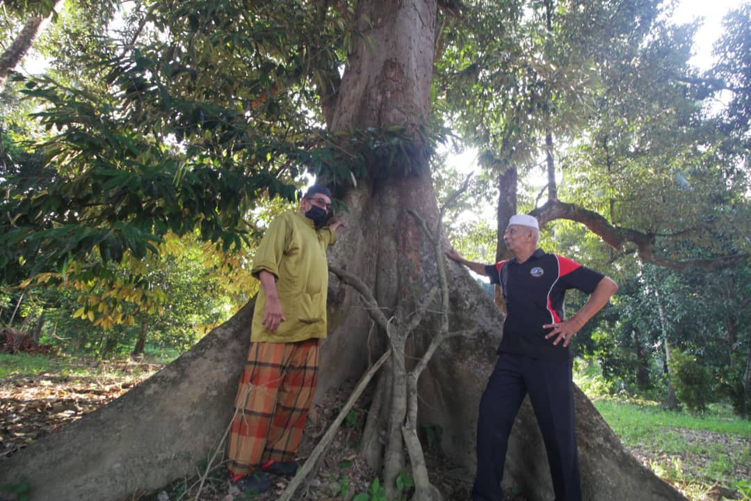 百年榴梿老树树身非常大,需4人环抱。