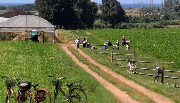 Migrant workers at the fields of Bella Farnia near the Italian coastal city of Sabaudia. AFP