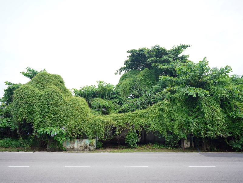 长满草的废弃住家。