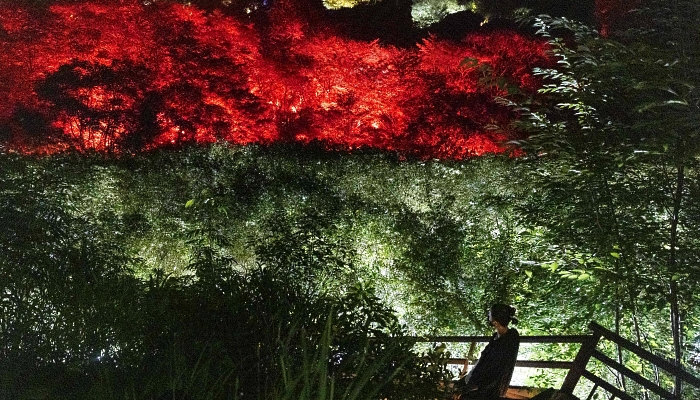 Interactive digital installations illuminate the trees during a media preview of 
