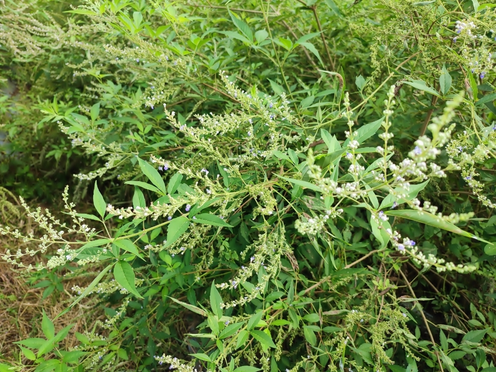 五叶荆条长期开花，是适合银蜂采蜜的植物。