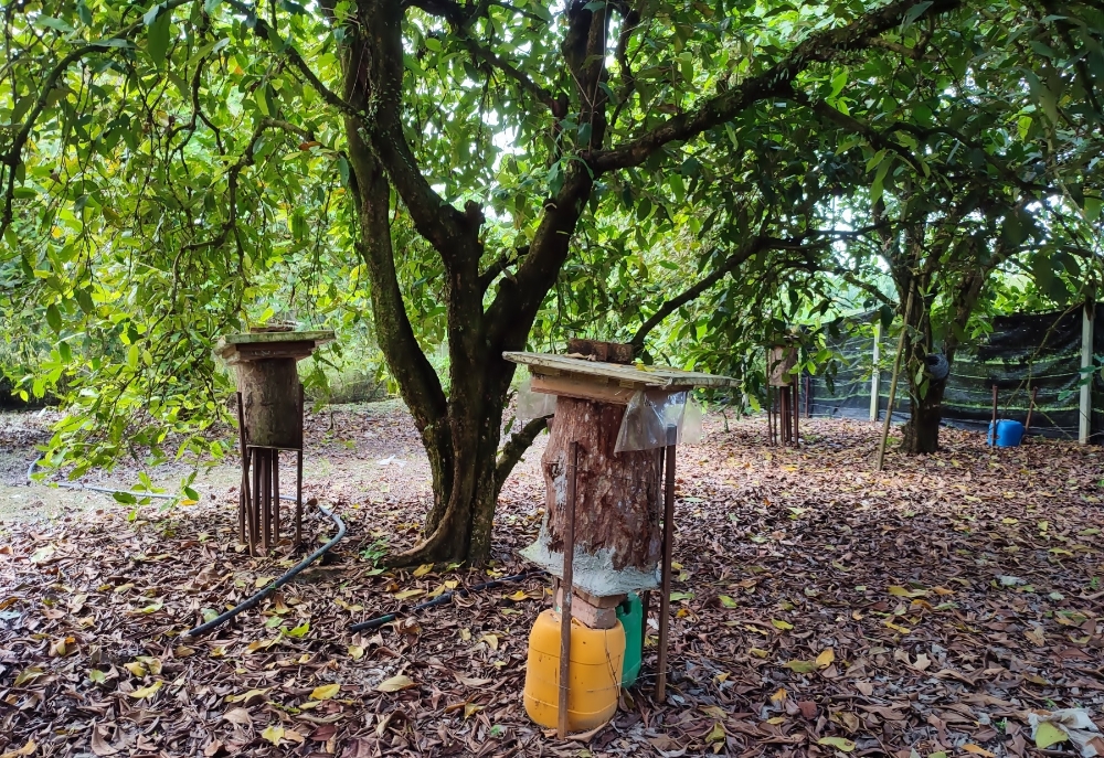 银蜂窝建在阴凉的树荫下，这是银蜂喜爱的生活环境。