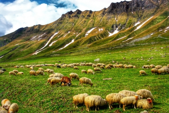 高加索山脉毫无吝啬地散发绿意，羊群的故乡非它莫属。

