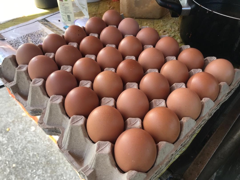 鸡蛋在近期内调整，对一些小贩业者造成影响。