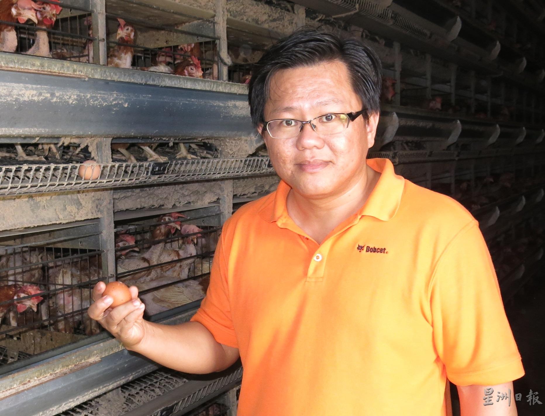 吴财坤：蛋鸡饲料的原料价格高涨逾50%。