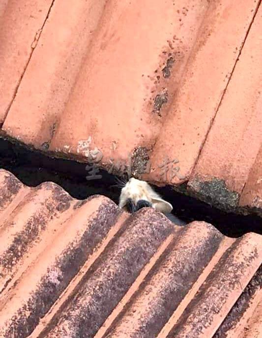 居民发现小猫受困在屋瓦的缝隙。