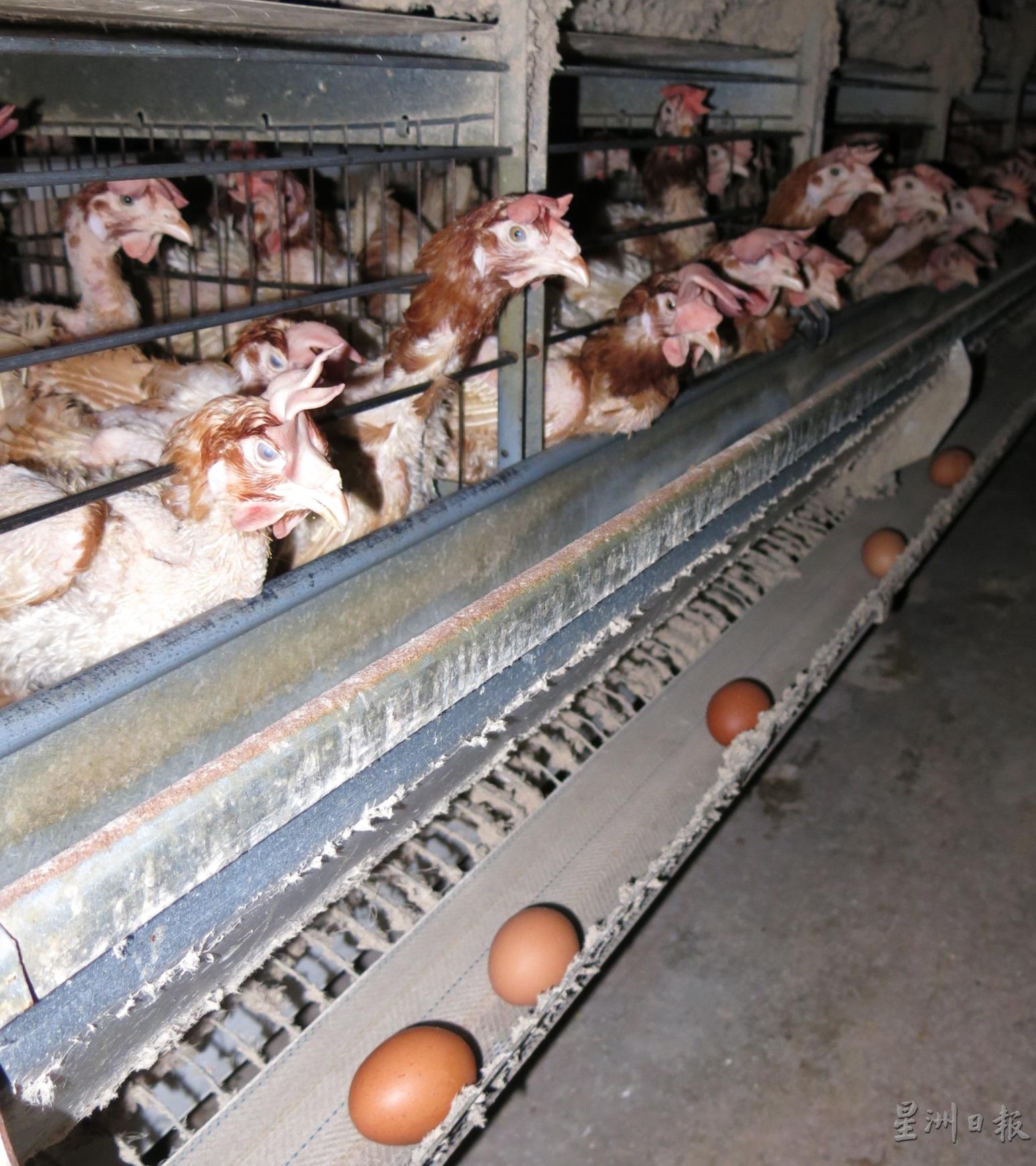 养蛋鸡饲料成本高涨，农友之前曾面对重大亏损。