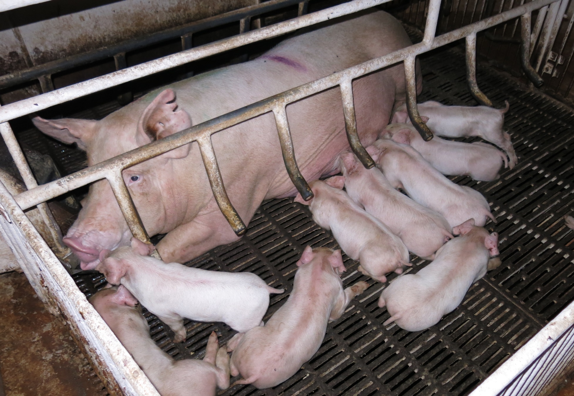 猪农让小猪更快推出市场 ，以减轻饲养成本。
