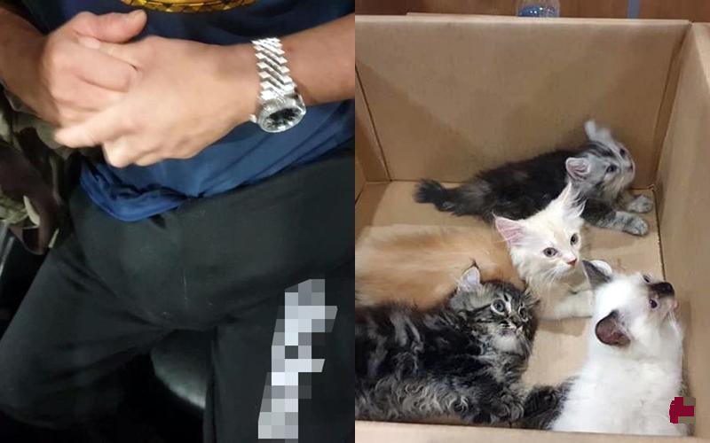 被告4四只猫藏在裤子里被逮。（档案照）