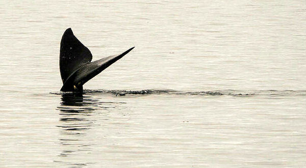 A North Atlantic right whale swims in the waters of Cape Cod Bay near Provincetown, Massachusetts. AFP