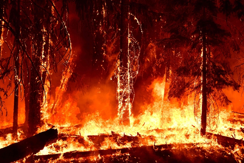 可怕的野火对森林造成无可比拟的伤害。（法新社图片）