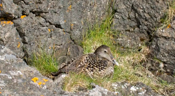 An eider female sits on a nest in between rocks on the Bjarneyjar island.