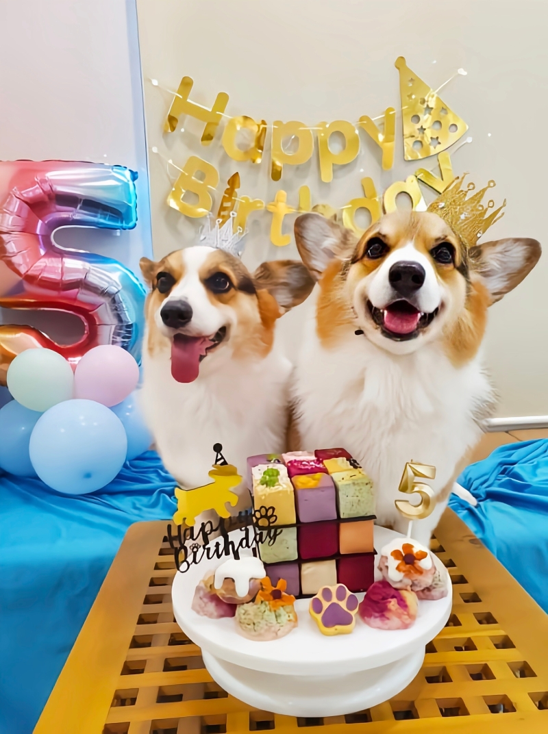 双胞胎爱犬的生日蛋糕,以魔方方式呈现,别出心裁。