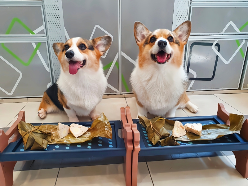 端午节的时候,黄诗凌还亲手裹粽子给爱犬品尝。