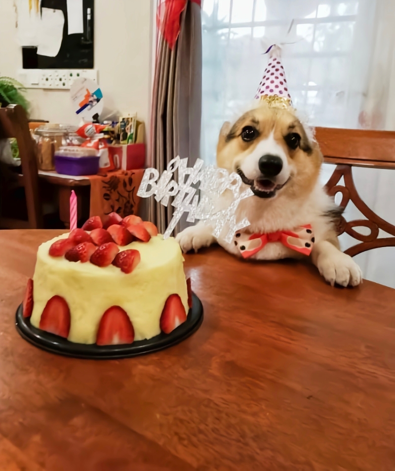 往年Coffee生日的时候,黄诗凌都会亲手为爱犬制作蛋糕,即美观也深受狗狗喜爱。 往年Coffee生日的时候,黄诗凌都会亲手为爱犬制作蛋糕,即美观也深受狗狗喜爱。