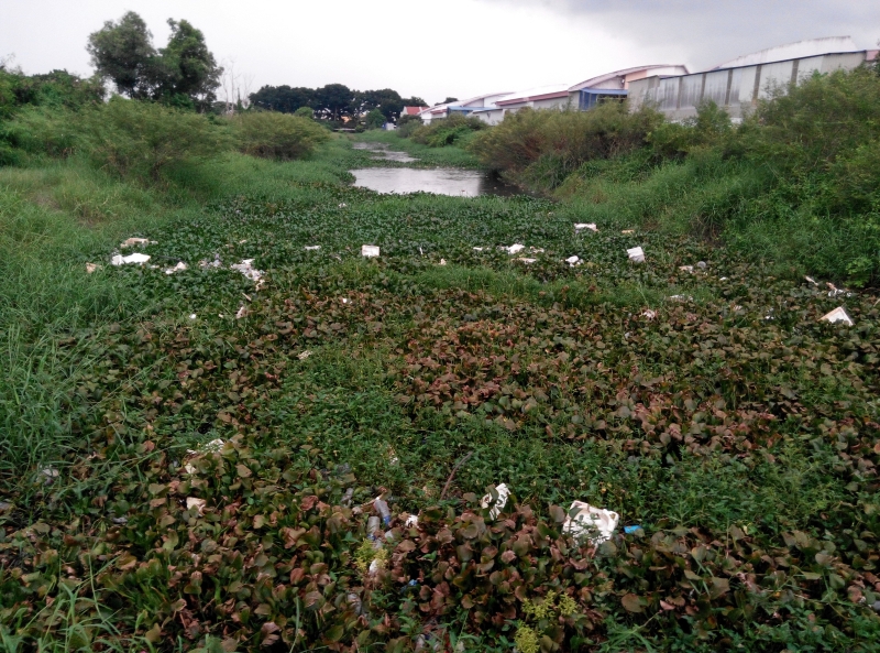 靠近默迪卡中小型工业区的河流出现浮萍、杂草、保利龙及塑胶瓶等。