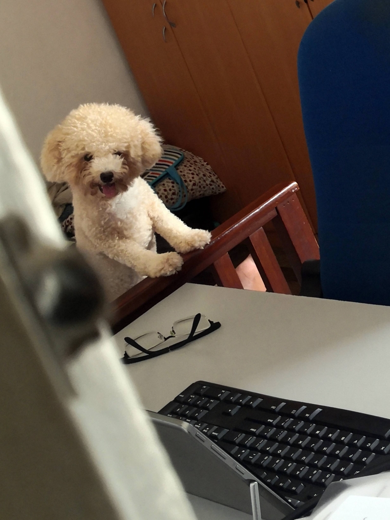 在疫情期间,人们在家工作,便决定开始饲养宠物,过过生活。