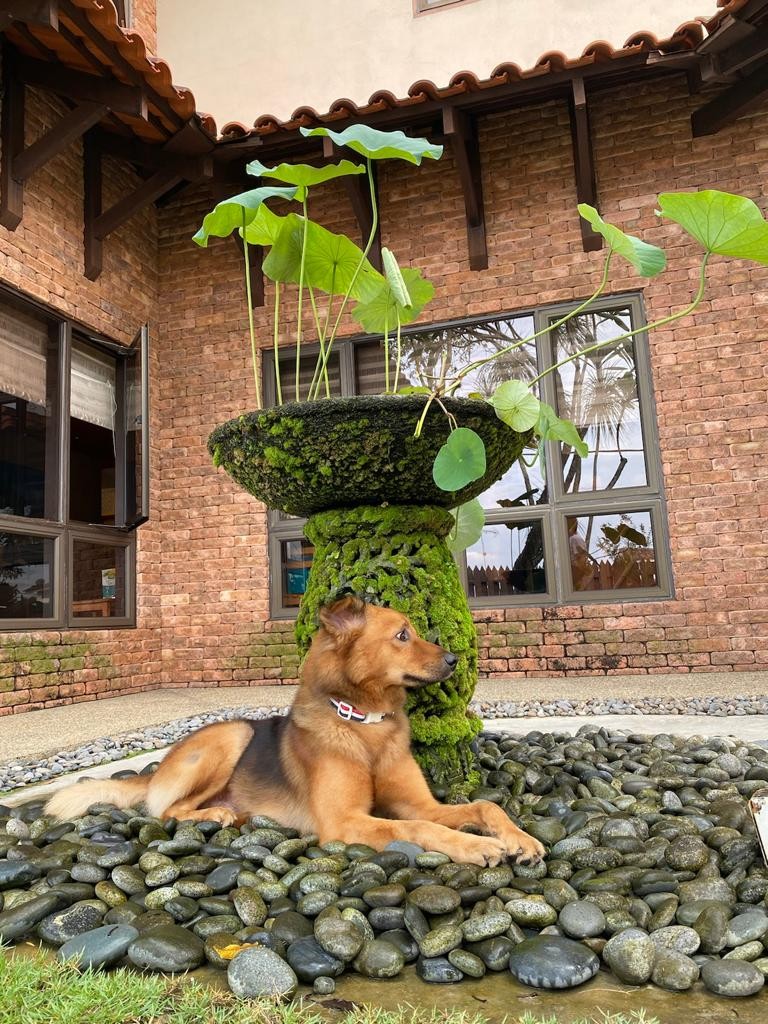 峇厘风格的石雕可用来点缀庭院，也是家中爱犬的休憩角落。