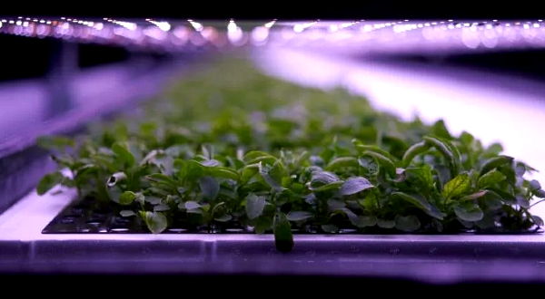 From floor to ceiling, produce grows in layered racks at the vertical farm opened by Nordic Harvest in a massive warehouse in a Copenhagen industrial zone. AFP From floor to ceiling, produce grows in layered racks at the vertical farm opened by Nordic Harvest in a massive warehouse in a Copenhagen industrial zone. AFP