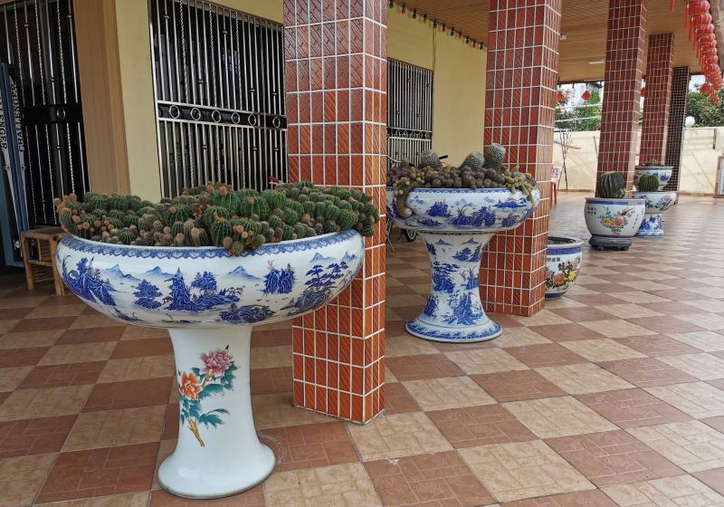 罗继炎将来自中国景德镇的陶瓷鱼缸当作花盆，用来种植仙人掌，更有艺术美感。