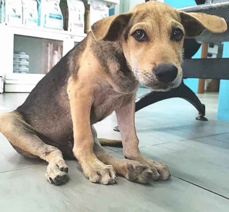 约六个月大的小公狗查理，上个月在孟加达遭车子撞后逃。