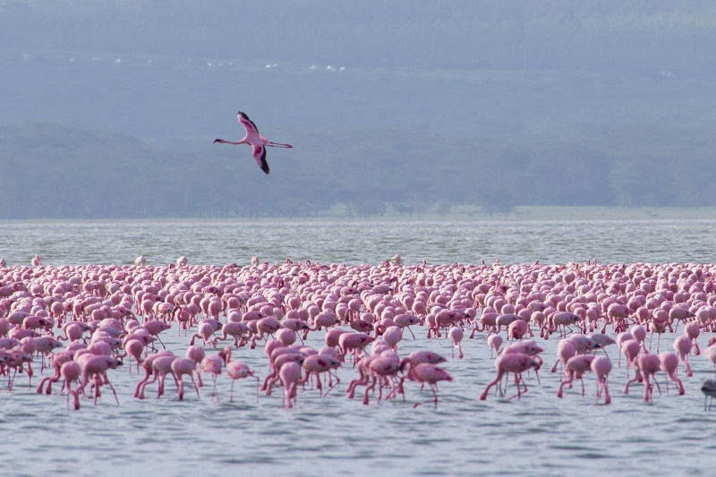 成群的粉红色火烈鸟，在非洲坦桑尼亚形成一道美丽的风景。