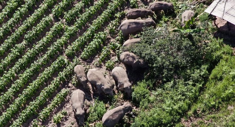 A migrating herd of wild Asian elephants in southwest China's Yunnan province. AFP