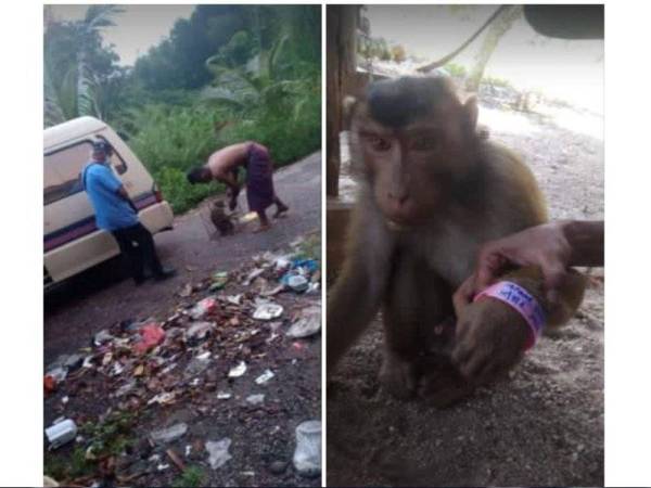 网上流传一只话望生有一只人猿戴上粉红色手环，丹州卫生局否认。（照片取自每日新闻）