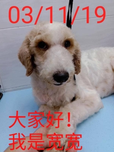 我就是宽宽，这是我被救出来一年后的帅气样子。

