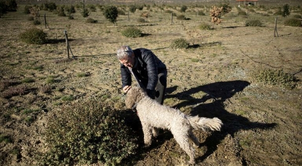 Paul Miros searches with his dog Baccio, an Italian Lagotto Romagnolo commonly used for truffle-hunting. AFP Paul Miros searches with his dog Baccio, an Italian Lagotto Romagnolo commonly used for truffle-hunting. AFP