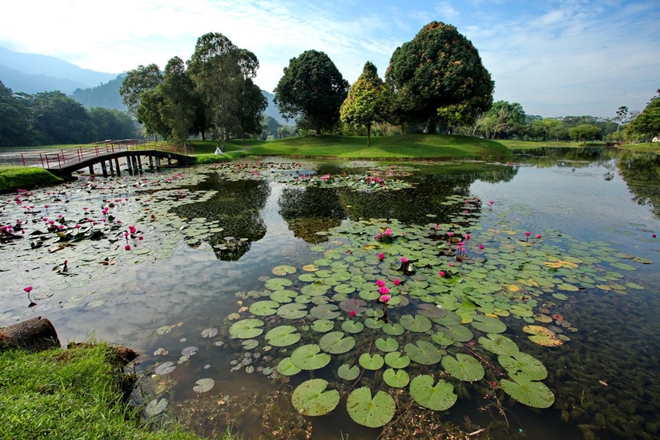 太平湖中的红睡莲盛放，形成碧水红莲美景。