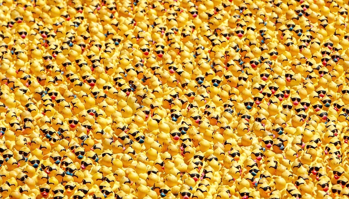 Rubber ducks float down the Chicago River during the 16th Annual Ducky Derby in Chicago, Illinois. AFP Rubber ducks float down the Chicago River during the 16th Annual Ducky Derby in Chicago, Illinois. AFP