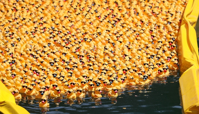 Rubber ducks float down the Chicago River during the 16th Annual Ducky Derby in Chicago, Illinois. AFP Rubber ducks float down the Chicago River during the 16th Annual Ducky Derby in Chicago, Illinois. AFP
