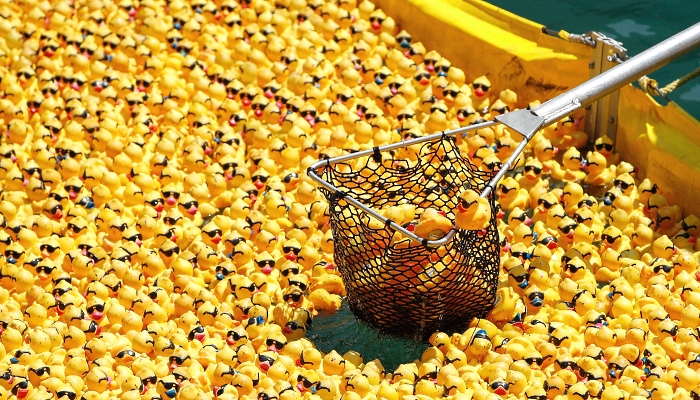 A crew member picks up rubber ducks from the Chicago River after the 16th Annual Ducky Derby in Chicago, Illinois. AFP A crew member picks up rubber ducks from the Chicago River after the 16th Annual Ducky Derby in Chicago, Illinois. AFP
